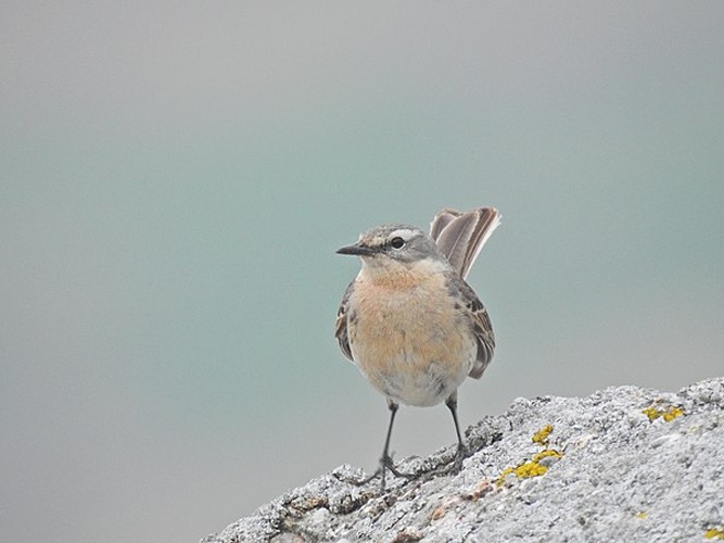 Water Pipit &copy; <a rel="nofollow" class="external text" href="https://www.flickr.com/people/59161444@N05">xulescu_g</a>