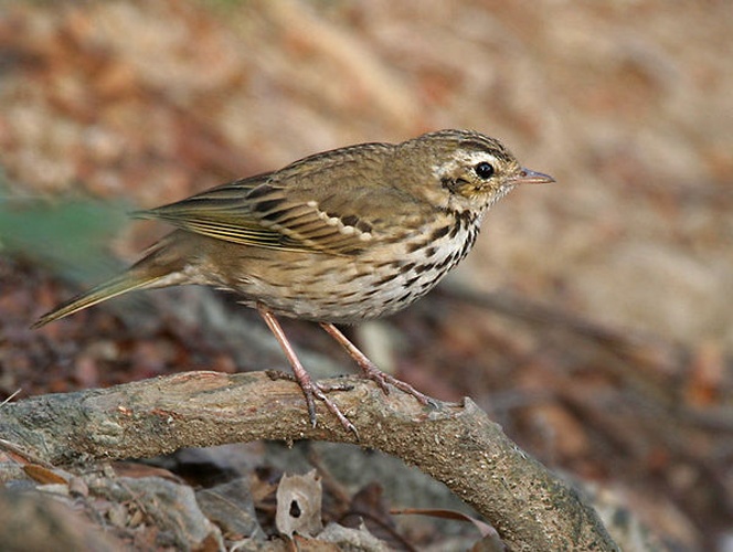 Olive-backed Pipit © <a href="//commons.wikimedia.org/wiki/User:J.M.Garg" title="User:J.M.Garg">J.M.Garg</a>