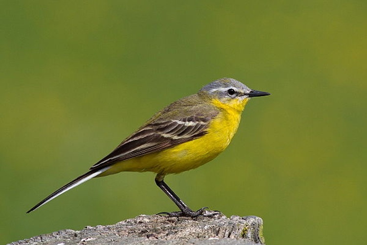 Western Yellow Wagtail © <a href="//commons.wikimedia.org/w/index.php?title=User:Frebeck&amp;action=edit&amp;redlink=1" class="new" title="User:Frebeck (page does not exist)">Frebeck</a>