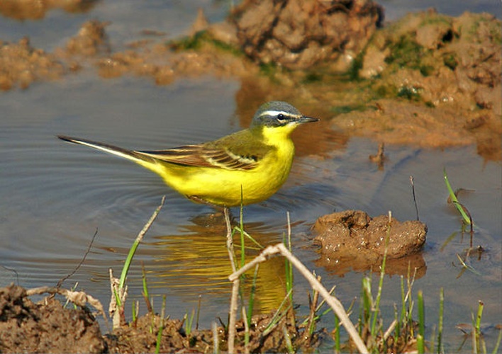 Motacilla flava iberiae &copy; <a rel="nofollow" class="external text" href="https://www.flickr.com/people/57956171@N00">Ferran Pestaña</a> from Barcelona, España