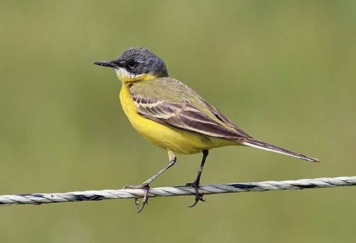 Motacilla flava cinereocapilla &copy; <a rel="nofollow" class="external text" href="https://www.flickr.com/people/60740813@N04">Michele Lamberti</a>