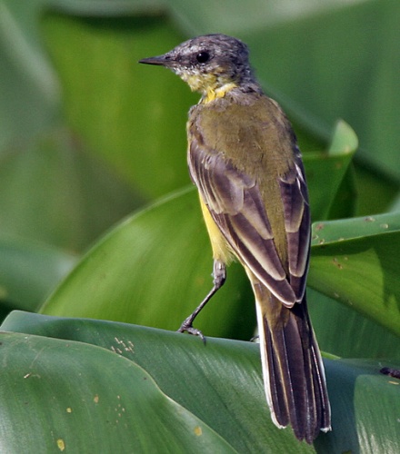Motacilla flava thunbergi &copy; <a href="//commons.wikimedia.org/wiki/User:J.M.Garg" title="User:J.M.Garg">J.M.Garg</a>