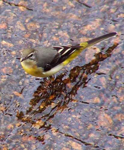 Grey Wagtail &copy; <a href="//commons.wikimedia.org/w/index.php?title=User:Kclama&amp;action=edit&amp;redlink=1" class="new" title="User:Kclama (page does not exist)">User:Kclama</a>