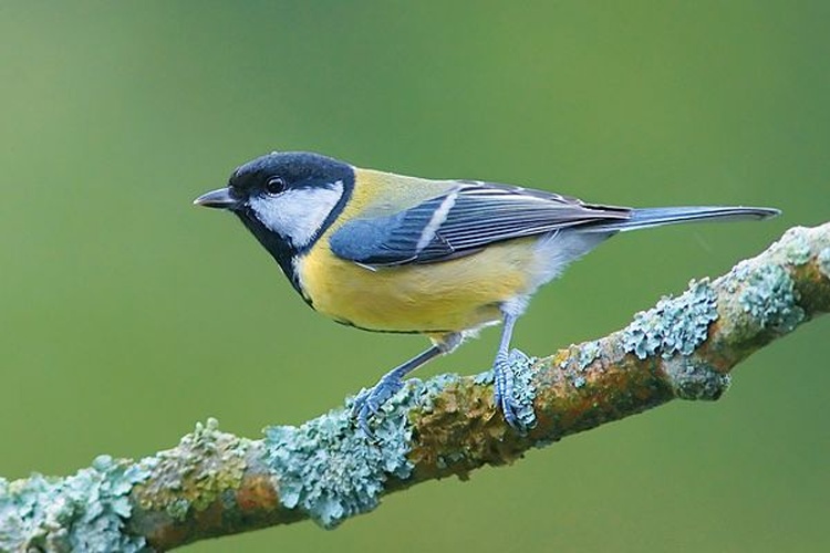 Great Tit &copy; <a href="//commons.wikimedia.org/wiki/User:Lviatour" title="User:Lviatour">Luc Viatour</a>