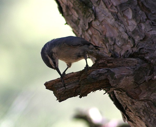 Sitta whiteheadi &copy; <a rel="nofollow" class="external text" href="https://www.flickr.com/people/66419243@N03">Àlex Milian</a>