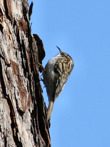 Eurasian Treecreeper &copy; Paweł Kuźniar (<a href="https://en.wikipedia.org/wiki/User:Jojo_1" class="extiw" title="en:User:Jojo 1">Jojo_1</a>, <a href="https://pl.wikipedia.org/wiki/Wikipedysta:Jojo" class="extiw" title="pl:Wikipedysta:Jojo">Jojo</a>)