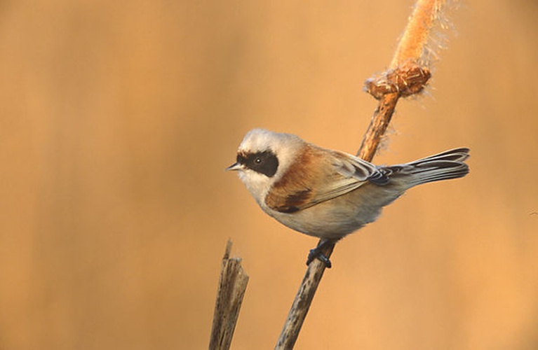 Eurasian Penduline Tit &copy; <a href="//commons.wikimedia.org/wiki/User:Pkuczynski/Marek_Szczepanek" title="User:Pkuczynski/Marek Szczepanek">Marek Szczepanek</a>