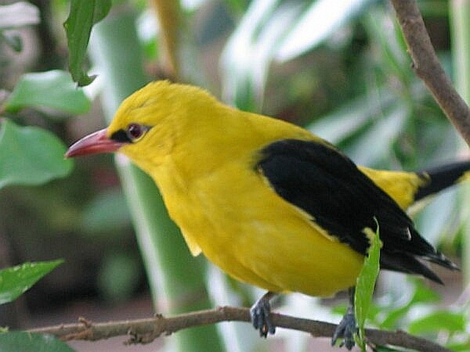 Eurasian Golden Oriole &copy; 