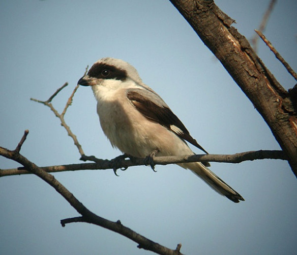 Lesser Grey Shrike © Daniel Bastaja, <a rel="nofollow" class="external free" href="http://www.birdingfaqs.com/">http://www.birdingfaqs.com/</a>