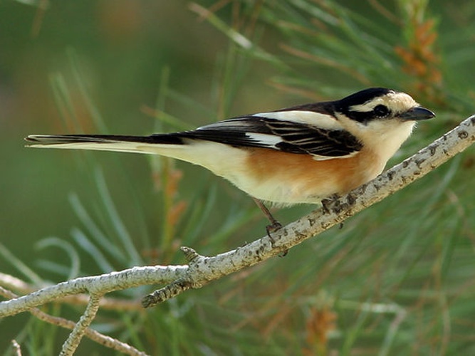 Masked Shrike &copy; <ul>
<li>
<a href="//commons.wikimedia.org/wiki/File:Maskenw%C3%BCrger_(Lanius_nubius)_by_C._Becher.jpg" title="File:Maskenwürger (Lanius nubius) by C. Becher.jpg">Maskenwürger_(Lanius_nubius)_by_C._Becher.jpg</a>: Claudia Becher</li>
<li>derivative work: <a href="//commons.wikimedia.org/wiki/User:Berichard" title="User:Berichard">Berichard</a> (<a href="//commons.wikimedia.org/wiki/User_talk:Berichard" title="User talk:Berichard"><span class="signature-talk">talk</span></a>)</li>
</ul>