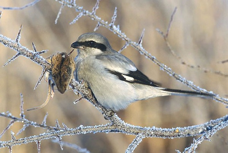 Great Grey Shrike &copy; <a href="//commons.wikimedia.org/wiki/User:Pkuczynski/Marek_Szczepanek" title="User:Pkuczynski/Marek Szczepanek">Marek Szczepanek</a>