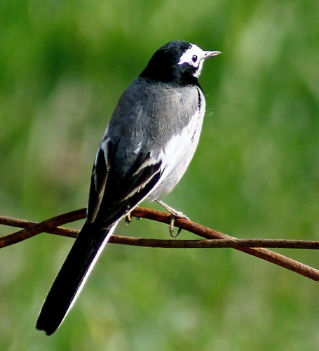 White Wagtail © <a href="//commons.wikimedia.org/wiki/User:J.M.Garg" title="User:J.M.Garg">J.M.Garg</a>