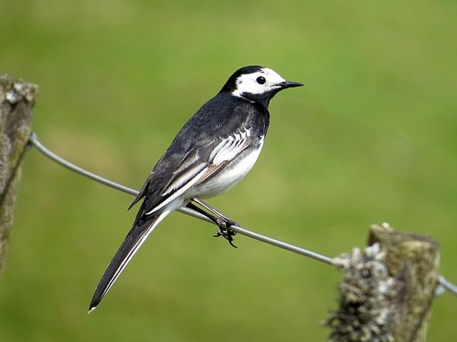 Motacilla alba yarrellii © <a href="//commons.wikimedia.org/wiki/User:MPF" title="User:MPF">MPF</a>