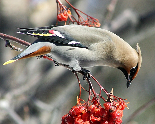 Bohemian Waxwing &copy; <a rel="nofollow" class="external text" href="https://www.flickr.com/photos/48394718@N00">Randen Pederson</a>