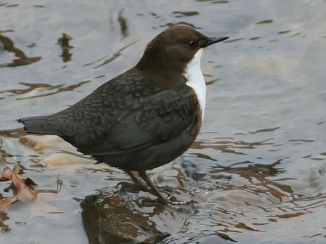 White-throated Dipper © Thomas Kraft (<a href="//commons.wikimedia.org/wiki/User:ThKraft" title="User:ThKraft">ThKraft</a>)