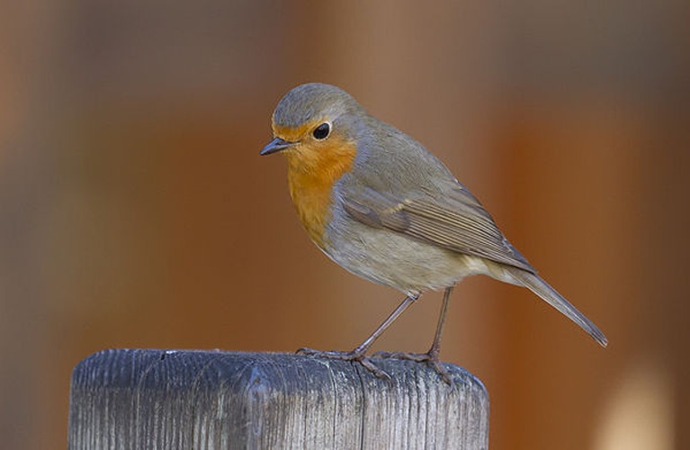 European Robin &copy; <div class="fn value">
<a href="//commons.wikimedia.org/wiki/User:PierreSelim" title="User:PierreSelim">PierreSelim</a>
</div>