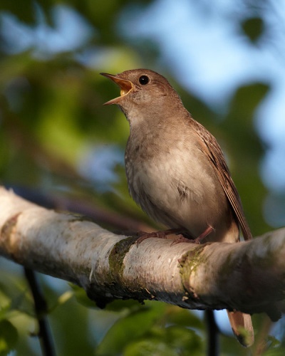 Thrush Nightingale © <a href="//commons.wikimedia.org/wiki/User:Vogelartinfo" title="User:Vogelartinfo">Vogelartinfo</a>