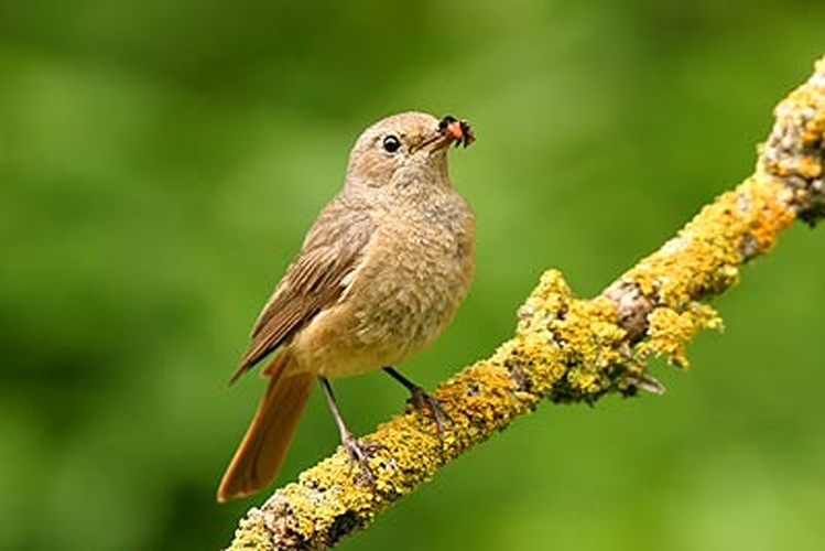 Common Redstart © No machine-readable author provided. <a href="//commons.wikimedia.org/wiki/User:Wolfgang_K" title="User:Wolfgang K">Wolfgang K</a> assumed (based on copyright claims).