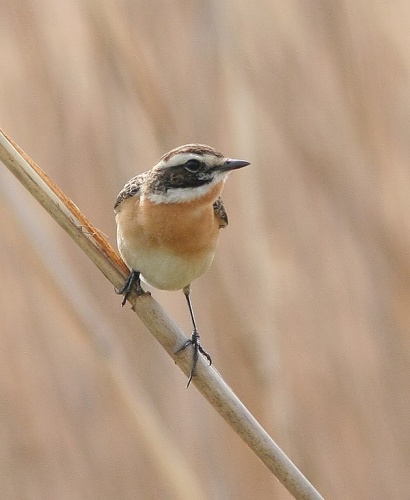 Whinchat © Artur Mikołajewski