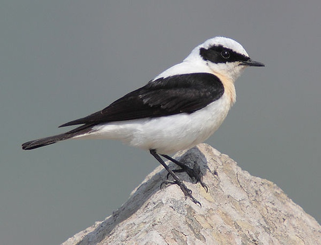 Black-eared Wheatear &copy; Mark S Jobling