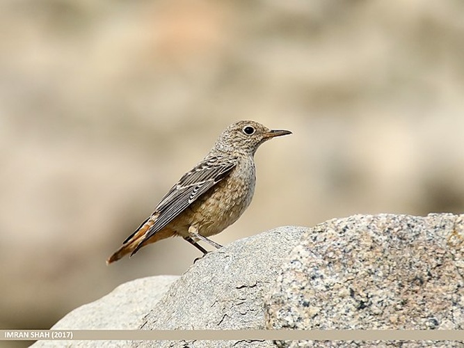 Common Rock Thrush © <a rel="nofollow" class="external text" href="https://www.flickr.com/people/68466173@N02">Imran Shah</a> from Islamabad, Pakistan
