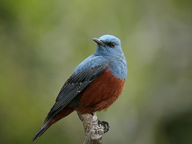 Blue Rock Thrush &copy; Original uploader was <a href="https://ja.wikipedia.org/wiki/User:Jojo2000" class="extiw" title="ja:User:Jojo2000">Jojo2000</a> at <a class="external text" href="http://ja.wikipedia.org">ja.wikipedia</a>