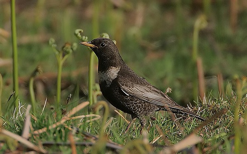 Turdus torquatus © <a rel="nofollow" class="external text" href="https://www.flickr.com/photos/50079771@N08">Steve Garvie</a> from Dunfermline, Fife, Scotland