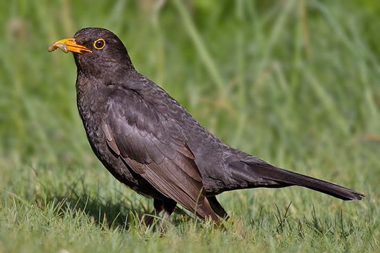 Common Blackbird © <a rel="nofollow" class="external text" href="http://photo-natur.de">Andreas Trepte</a>