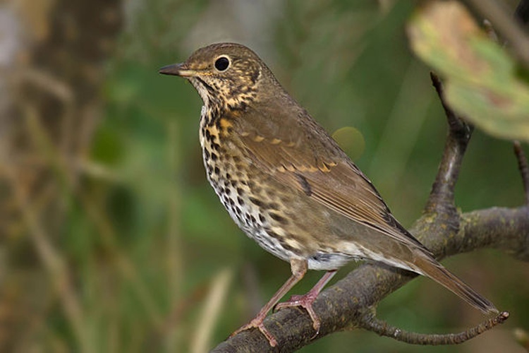 Song Thrush &copy; <a rel="nofollow" class="external text" href="http://photo-natur.de">Andreas Trepte</a>