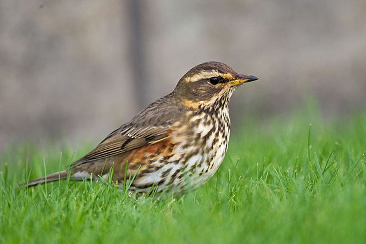 Redwing © <a rel="nofollow" class="external text" href="http://foto.andreas-trepte.de">Andreas Trepte</a>