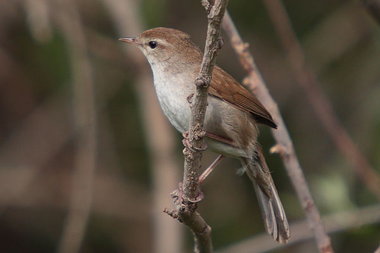 Cetti's Warbler © Mark S Jobling