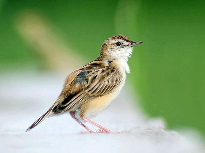 Zitting Cisticola © <a href="//commons.wikimedia.org/wiki/User:J.M.Garg" title="User:J.M.Garg">J.M.Garg</a>