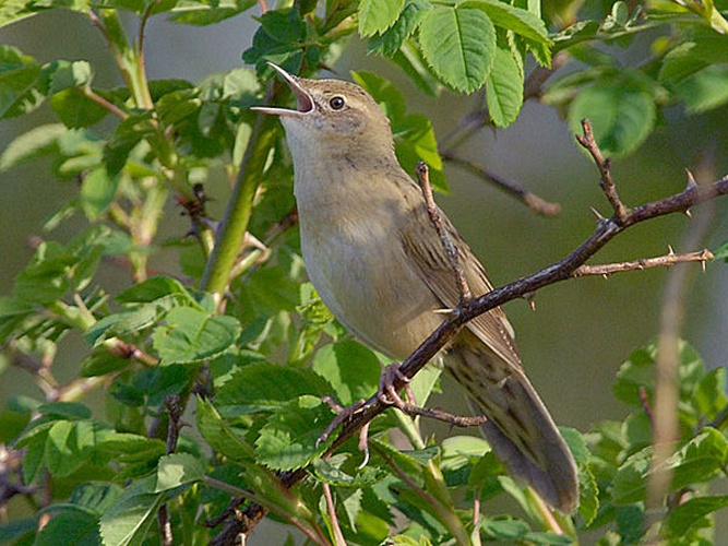 Common Grasshopper Warbler © Stefan Hage, Birds.se