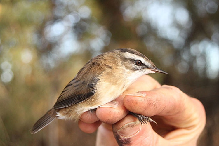 Moustached Warbler &copy; <a href="//commons.wikimedia.org/w/index.php?title=User:ChristopheBernier30&amp;action=edit&amp;redlink=1" class="new" title="User:ChristopheBernier30 (page does not exist)">ChristopheBernier30</a>