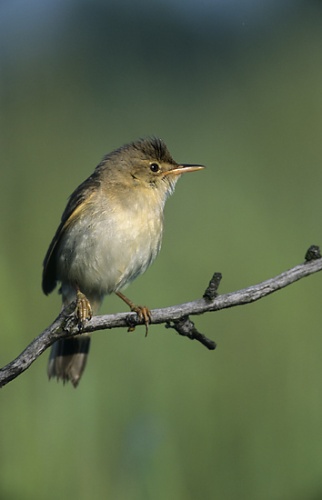 Marsh Warbler © 