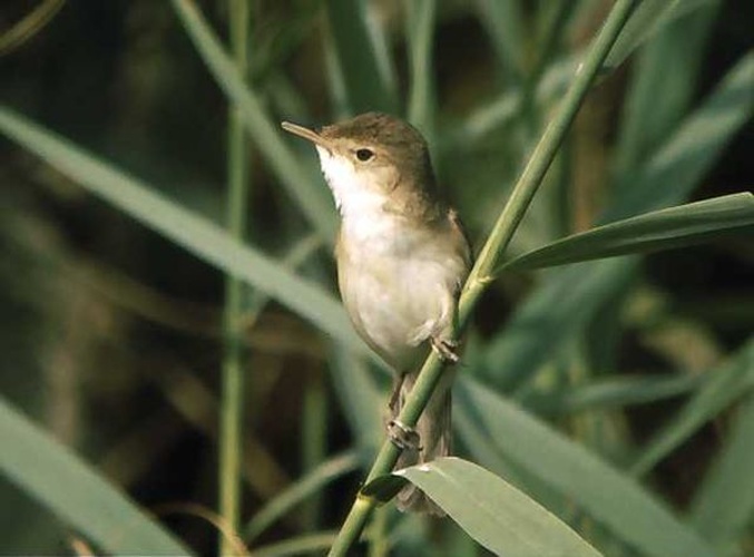 Eurasian Reed Warbler &copy; <a href="//commons.wikimedia.org/wiki/User:Carles_Pastor" title="User:Carles Pastor">Carles Pastor</a>