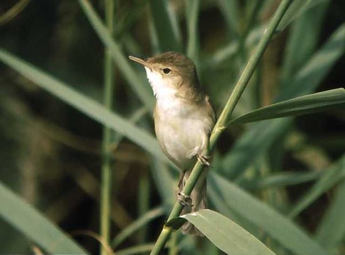 Eurasian Reed Warbler © <a href="//commons.wikimedia.org/wiki/User:Carles_Pastor" title="User:Carles Pastor">Carles Pastor</a>