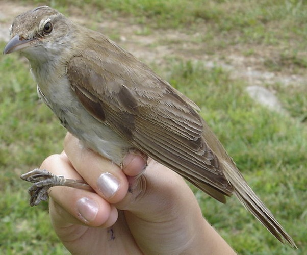 Great Reed Warbler © <a href="//commons.wikimedia.org/w/index.php?title=Aelwyn&amp;action=edit&amp;redlink=1" class="new" title="Aelwyn (page does not exist)">User:Aelwyn</a>