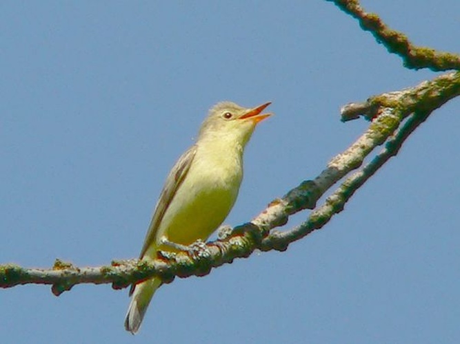 Icterine Warbler &copy; photo taken by Artur Mikołajewski