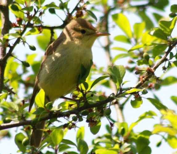 Melodious Warbler &copy; aigledayres