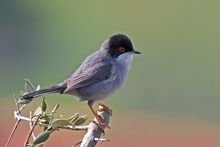 Sardinian Warbler &copy; <a rel="nofollow" class="external text" href="http://photo-natur.de">Andreas Trepte</a>
