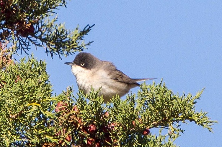 Sylvia hortensis © <a rel="nofollow" class="external text" href="https://www.flickr.com/people/9919745@N03">Ron Knight</a> from Seaford, East Sussex, United Kingdom