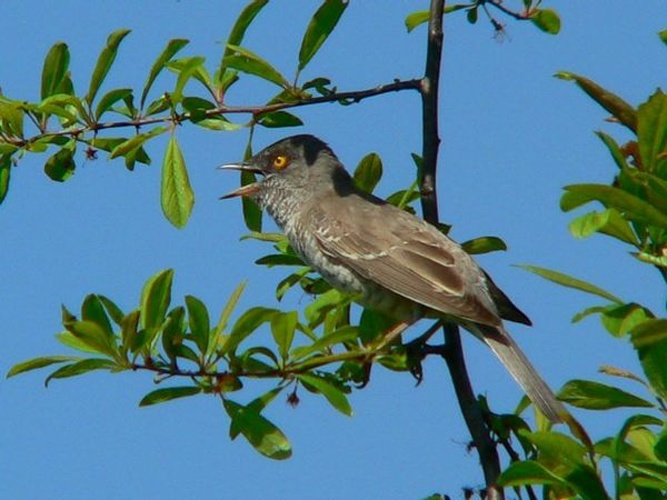 Barred Warbler &copy; photo taken by Artur Mikołajewski