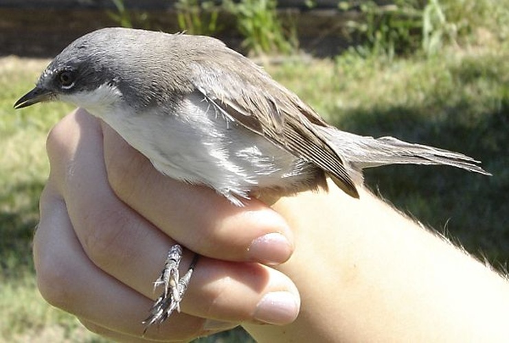 Lesser Whitethroat © <a href="//commons.wikimedia.org/w/index.php?title=Aelwyn&amp;action=edit&amp;redlink=1" class="new" title="Aelwyn (page does not exist)">User:Aelwyn</a>