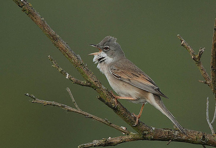 Common Whitethroat © <a rel="nofollow" class="external text" href="https://www.flickr.com/photos/50079771@N08">Steve Garvie</a> from Dunfermline, Fife, Scotland