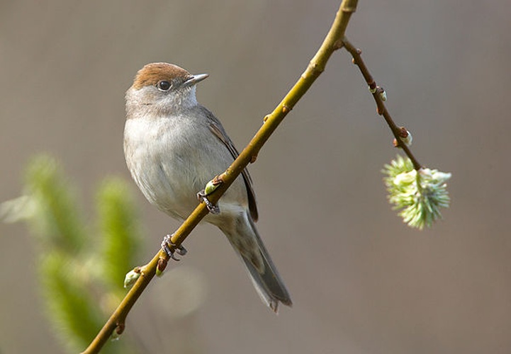 Eurasian Blackcap &copy; <a href="//commons.wikimedia.org/wiki/User:Vogelartinfo" title="User:Vogelartinfo">Vogelartinfo</a>