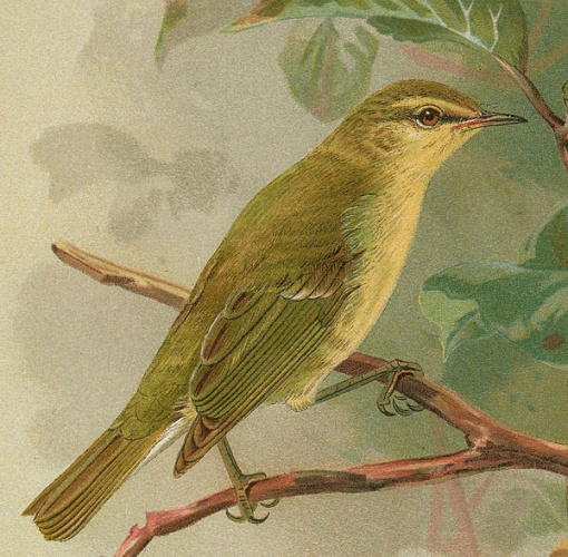 Green Warbler © <ul>
<li>Derivative work: <a href="//commons.wikimedia.org/wiki/User:Kersti_Nebelsiek" title="User:Kersti Nebelsiek">User:Kersti Nebelsiek</a>
</li>
<li>first version uploaded 16:53, 24 May 2003 by Jimfbleak</li>
<li>Original work: <div class="vcard"></div>
</li>
</ul>
<table class="toccolours collapsible collapsed" cellpadding="2" cellspacing="0" style="direction:ltr; text-align:left; border-collapse:collapse; background:#f0f0ff; border:1px solid #aaa;" lang="en"><tbody>
<tr valign="top">
<th colspan="4" style="background-color:#e0e0ee; font-weight:bold; border:1px solid #aaa;">
<span class="fn" id="creator"><bdi><a href="https://en.wikipedia.org/wiki/en:John_Gerrard_Keulemans" class="extiw" title="w:en:John Gerrard Keulemans">John Gerrard Keulemans</a>
</bdi></span> (1842–1912) <a href="//commons.wikimedia.org/wiki/Creator:John_Gerrard_Keulemans" title="Creator:John Gerrard Keulemans"><img alt="Blue pencil.svg" src="https://upload.wikimedia.org/wikipedia/commons/thumb/7/73/Blue_penci