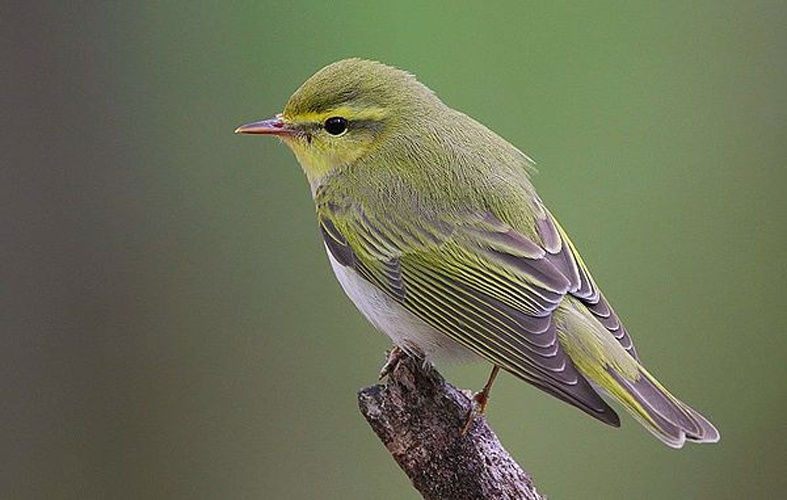 Wood Warbler &copy; <a rel="nofollow" class="external text" href="https://www.flickr.com/photos/50079771@N08">Steve Garvie</a> from Dunfermline, Fife, Scotland