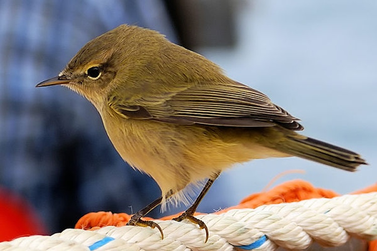 Common Chiffchaff © <div class="fn value">
Hans Hillewaert</div>