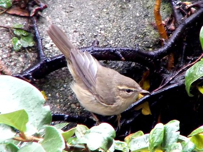 Dusky Warbler &copy; Flickr user <a rel="nofollow" class="external text" href="https://www.flickr.com/photos/kclama/">CharlesLam</a>. Photo uploaded to commons by user <a href="//commons.wikimedia.org/wiki/User:Ltshears" title="User:Ltshears">ltshears</a>